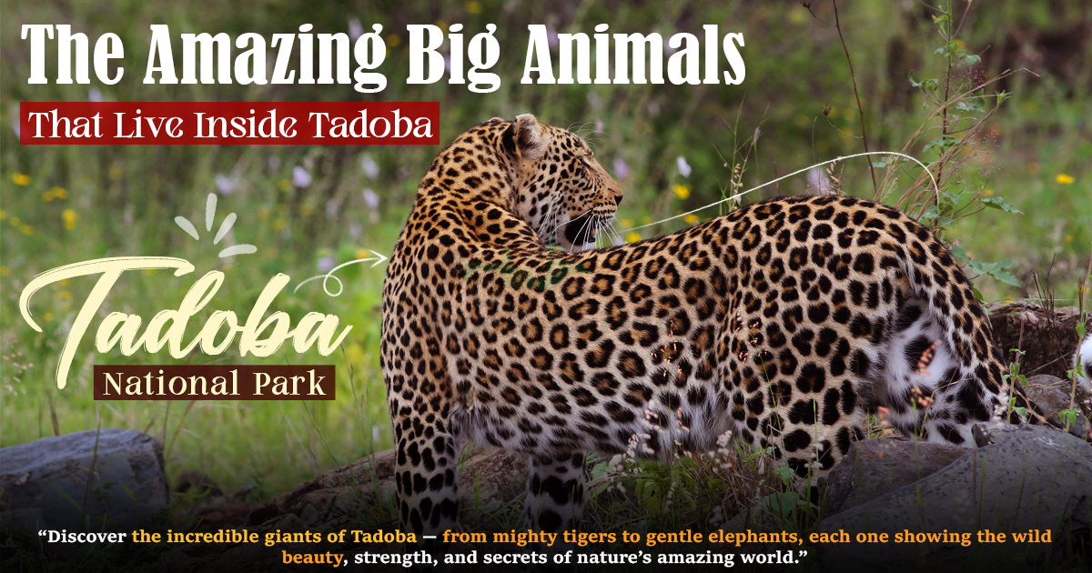 The Amazing Big Animals That Live Inside Tadoba The Amazing Big Animals That Live Inside Tadoba