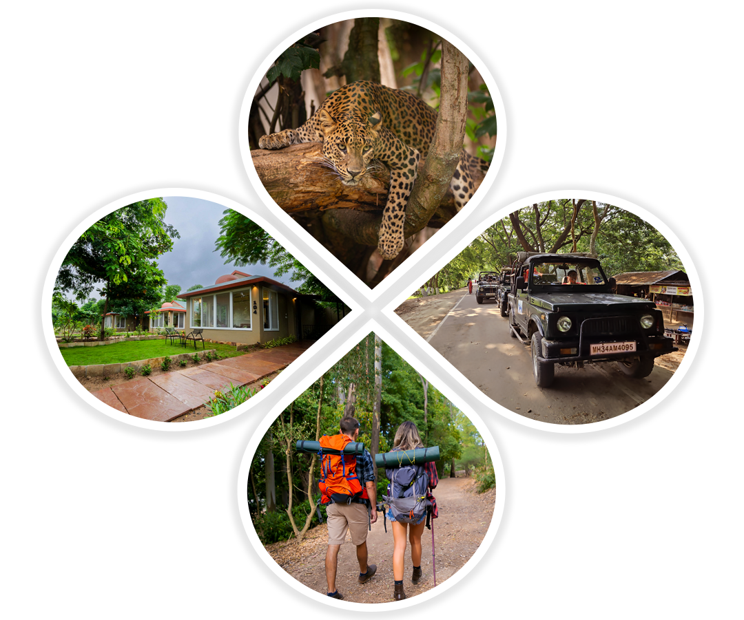 Collage of leopard, gypsy safari, hotel and tourists in tadoba Collage of leopard, gypsy safari, hotel and tourists in tadoba