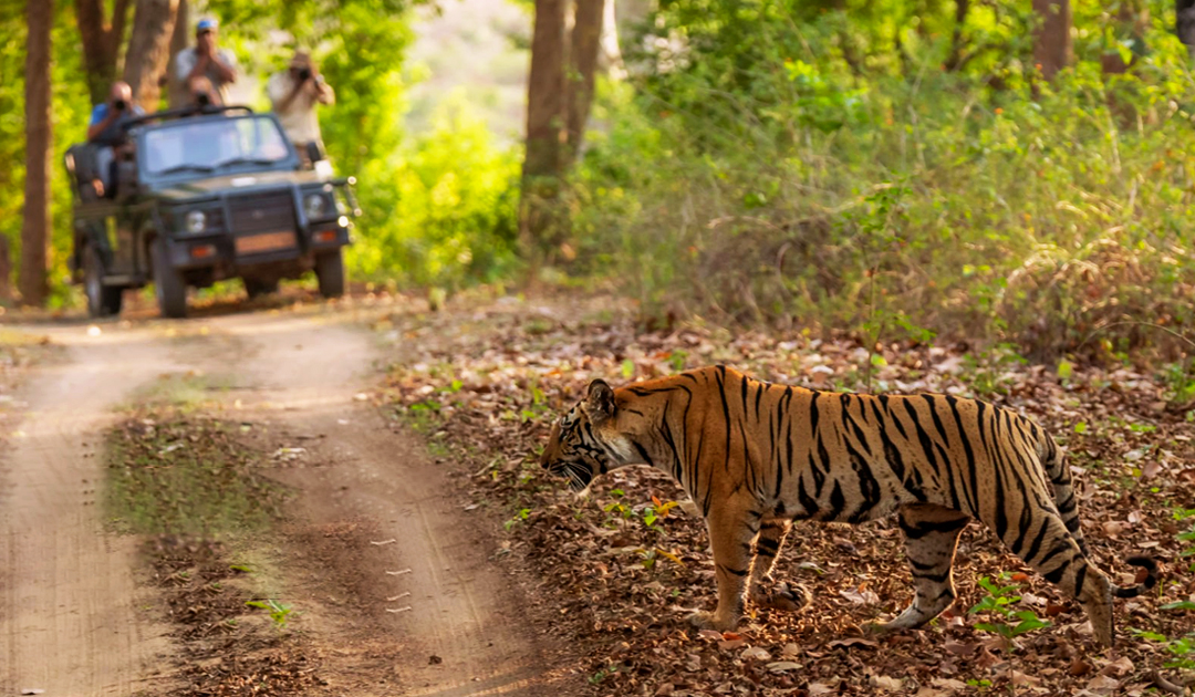Tadoba Tour Packages Tadoba Tour Packages