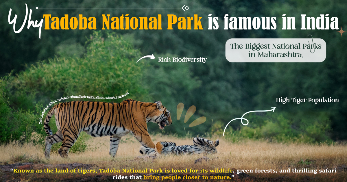 Why Tadoba National Park Is Famous In India Why Tadoba National Park Is Famous In India